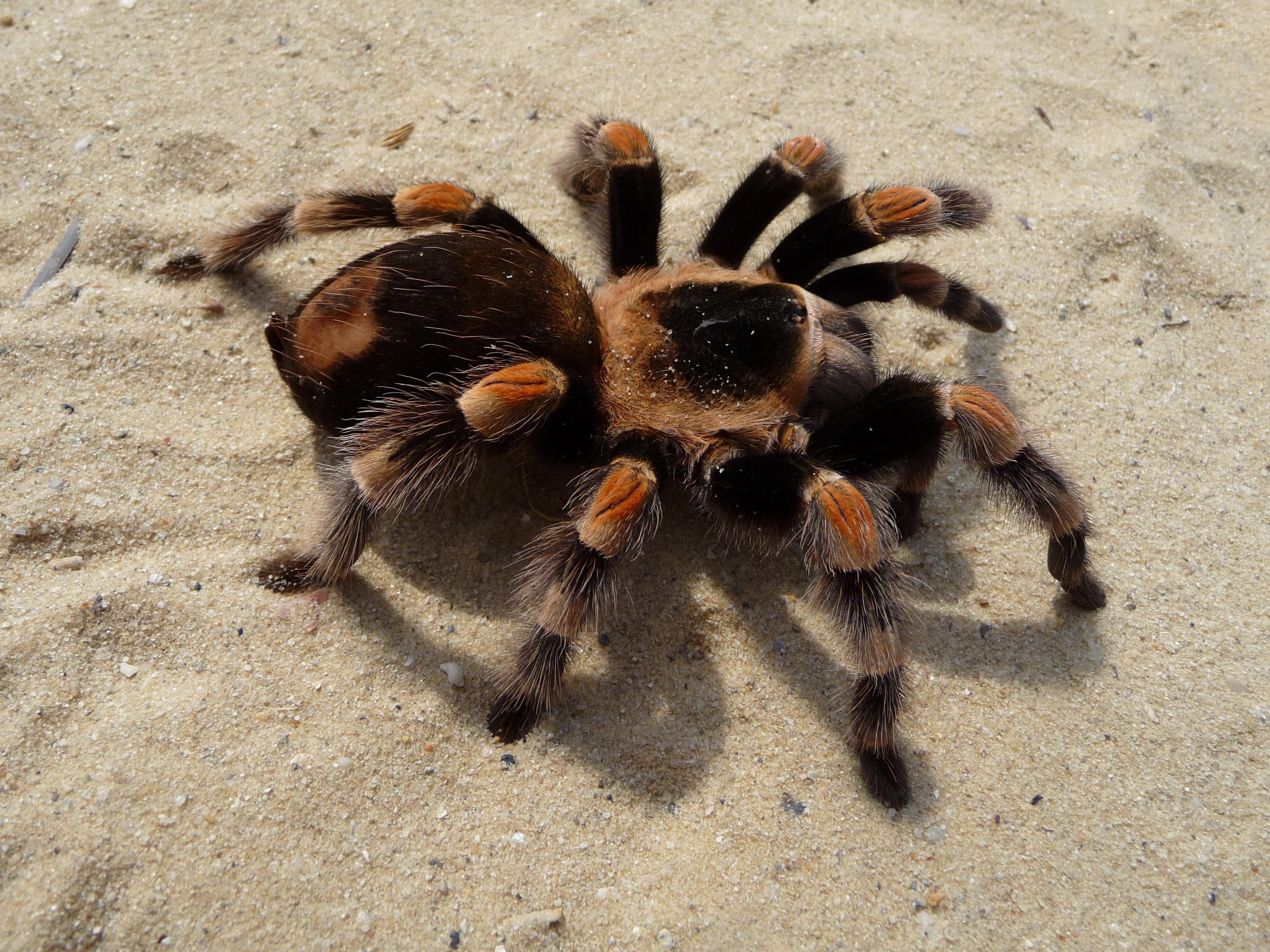 brachypelma_smithi_2009_g03